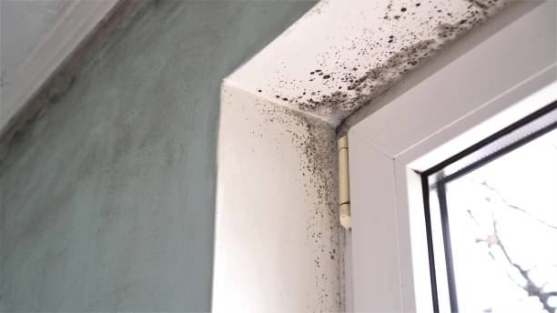 Best Commercial Mold Removal  in Carefree, AZ