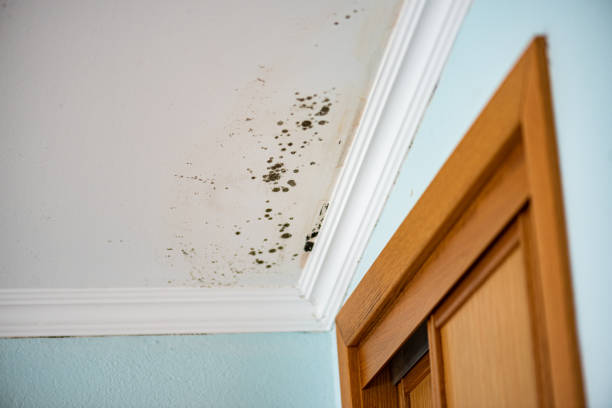 Crawl Space Mold Removal in Carefree, AZ