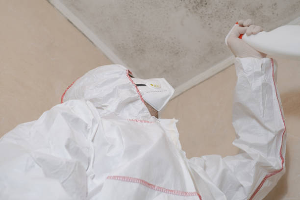 Office Mold Removal Services in Carefree, AZ