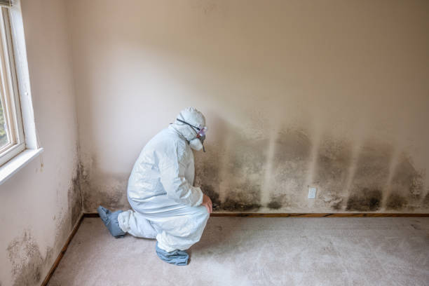 Best Black Mold Removal  in Carefree, AZ