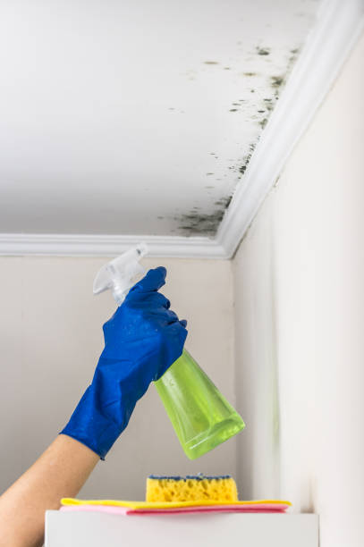 Best Commercial Mold Removal  in Carefree, AZ