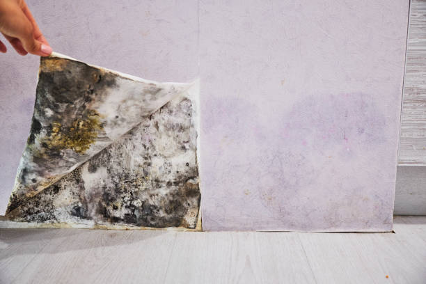 Trusted Carefree, AZ Mold Removal Experts